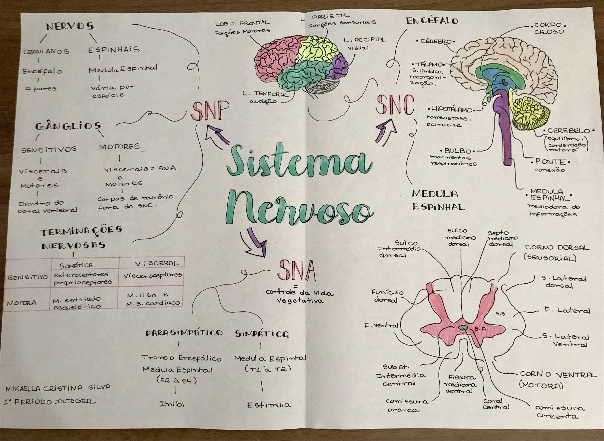 Mapas Mentais Sobre Sistema Nervoso Study Maps Vrogue Co