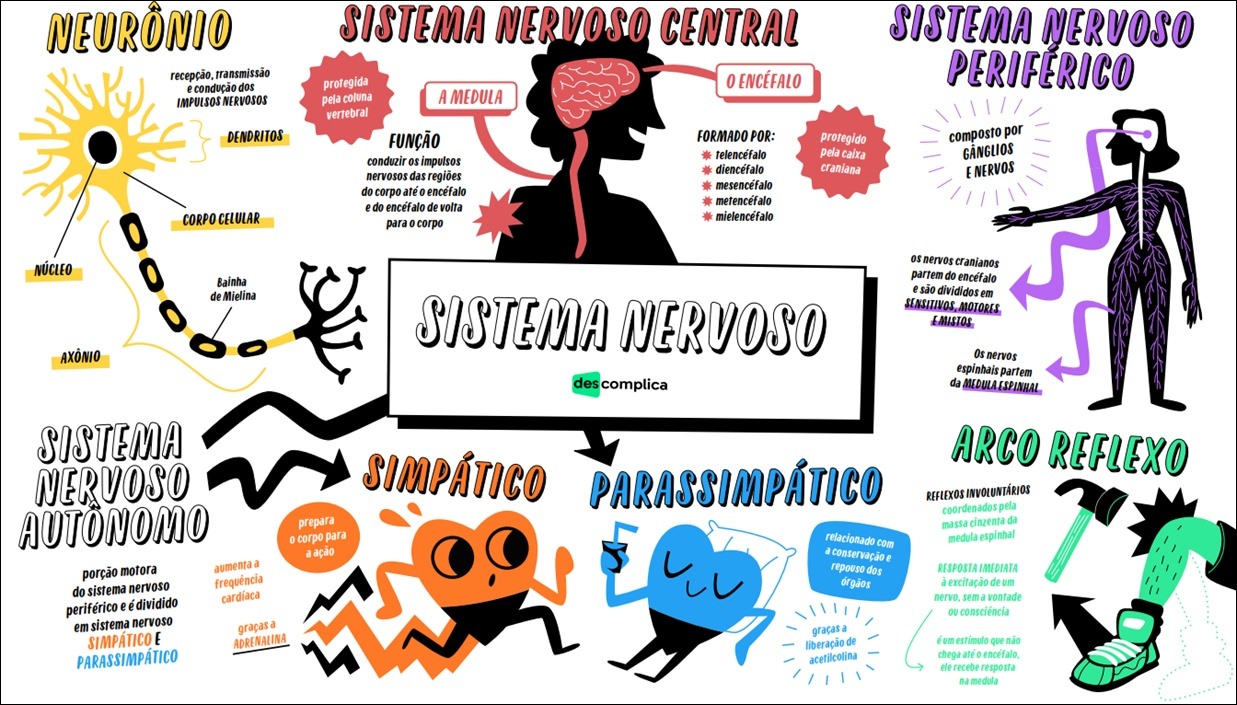 Mapas Mentais Sobre SISTEMA NERVOSO - Study Maps