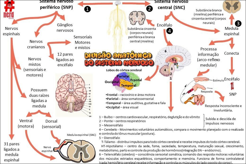 Mapas Mentais Sobre SISTEMA NERVOSO - Study Maps