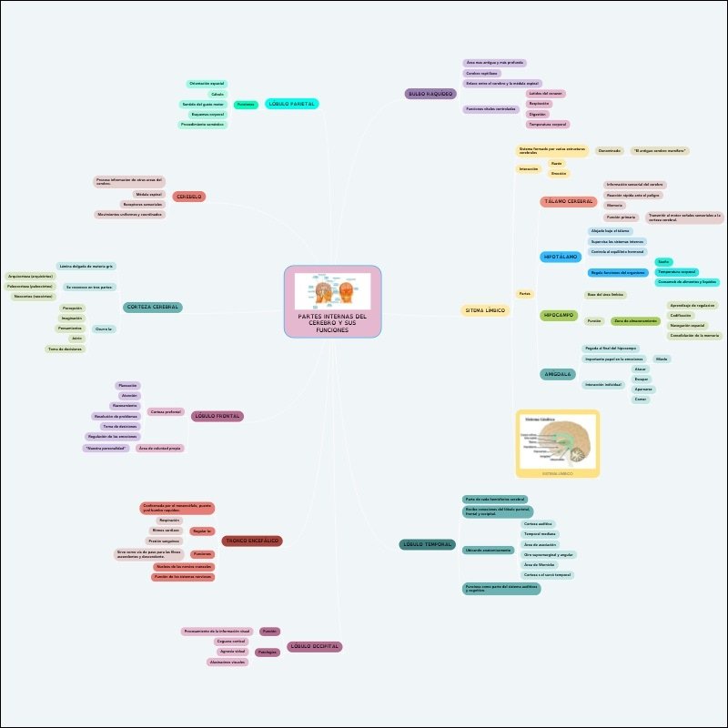 Anatomia e Funções do Cérebro