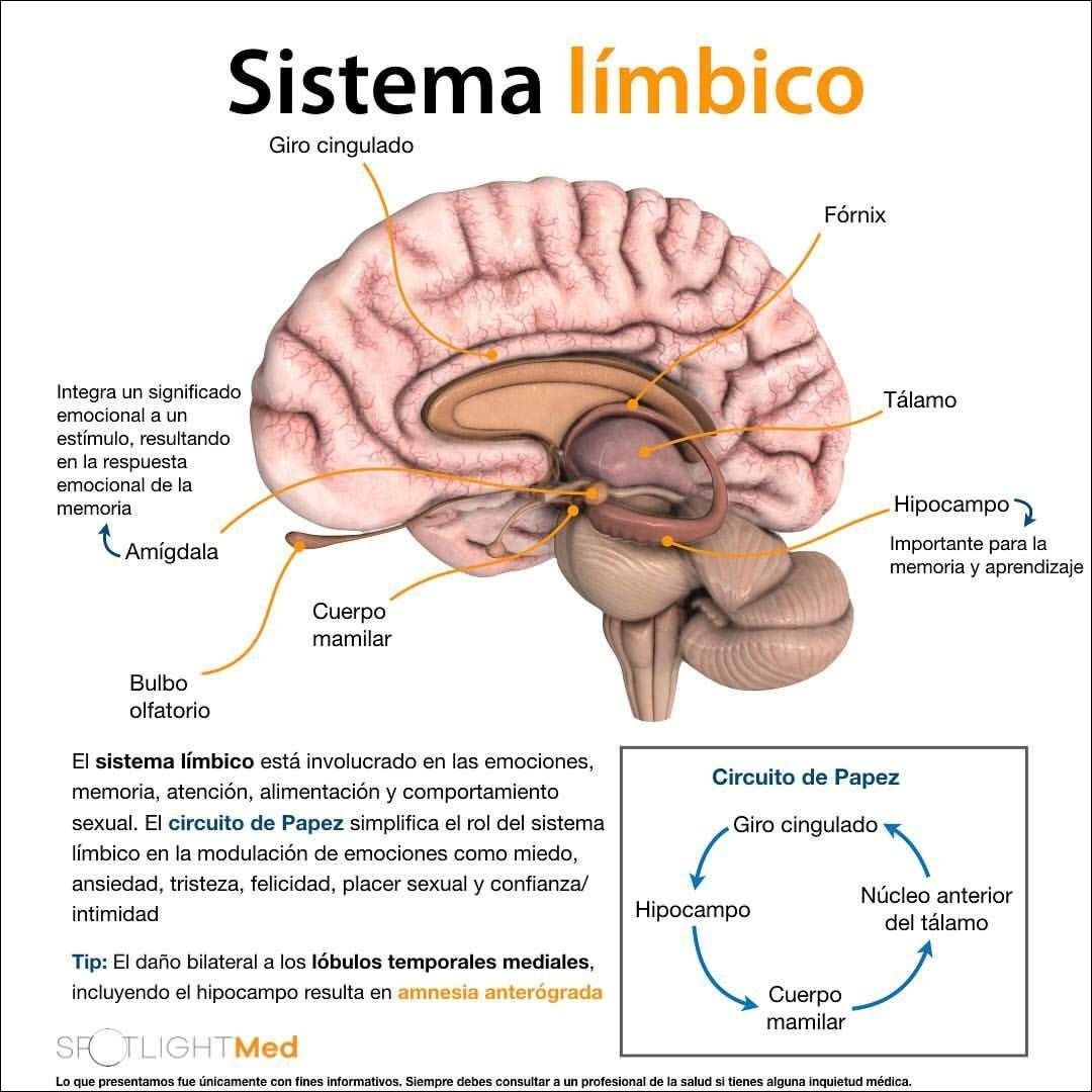 Funcionamiento del Sistema Límbico