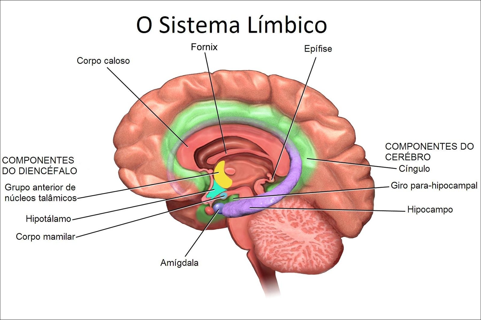 Mapa mental com Sistema Límbico no centro, ramificando-se para Fornix e Epífise