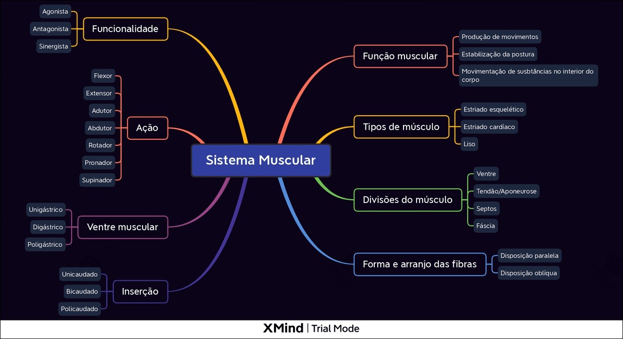 Mapas Mentais Sobre Sistema Muscular Study Maps