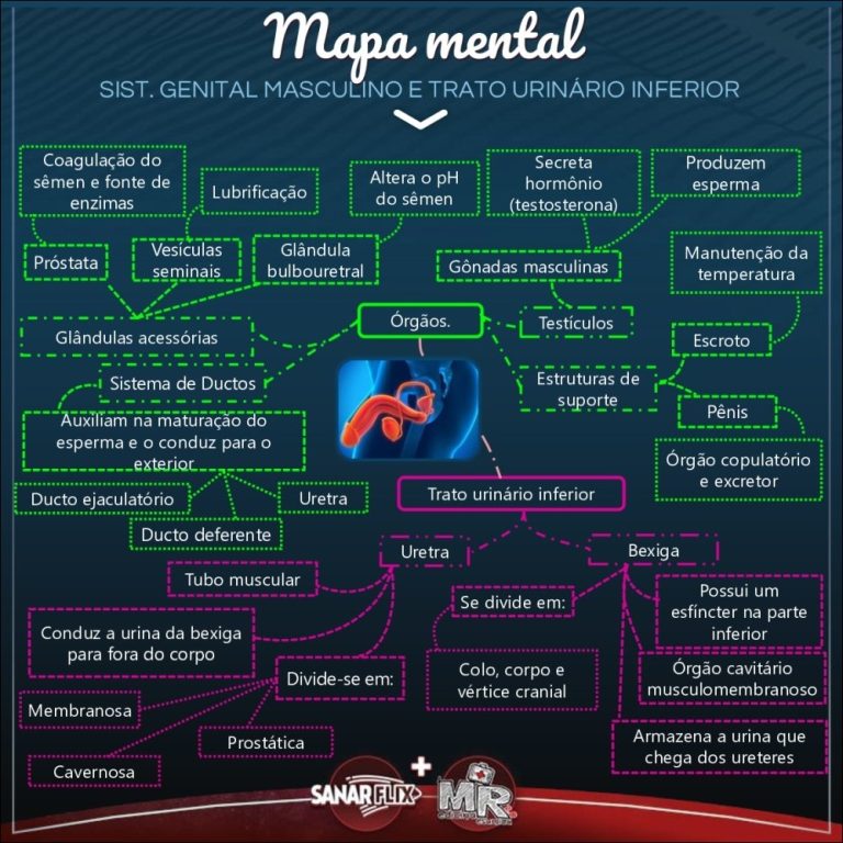 33 Mapas Mentais Sobre SISTEMA REPRODUTOR MASCULINO - Study Maps