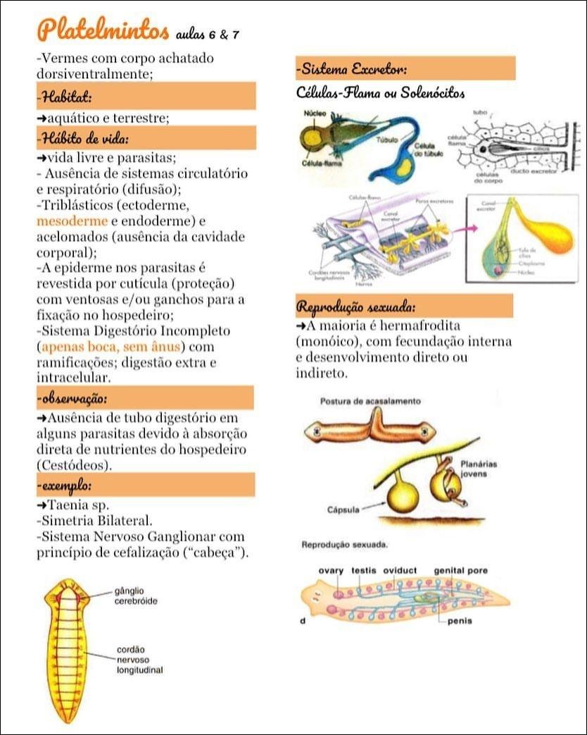 Mapa mental com Platelmintos no centro, ramificando-se para aulas 6 7 e Vermes com corpo achatado