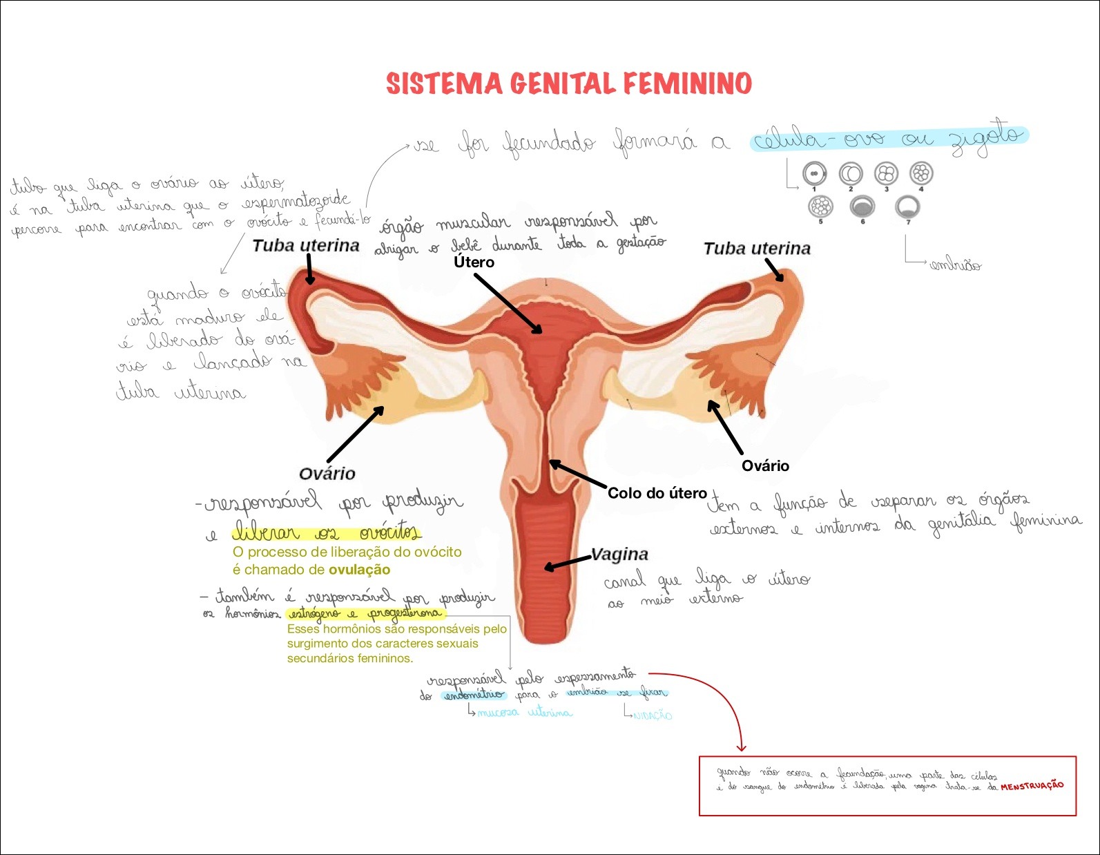 SOLUTION: Resumo do Sistema reprodutor feminino 2 - Studypool