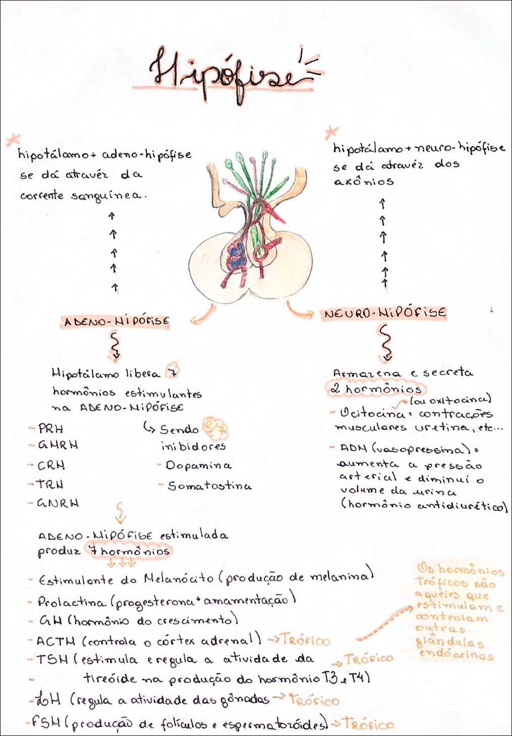 Mapa mental com Hipófise no centro, ramificando-se para Hipotálamo + Neuro-hipófise e Hipotálamo + Adeno-hipófise
