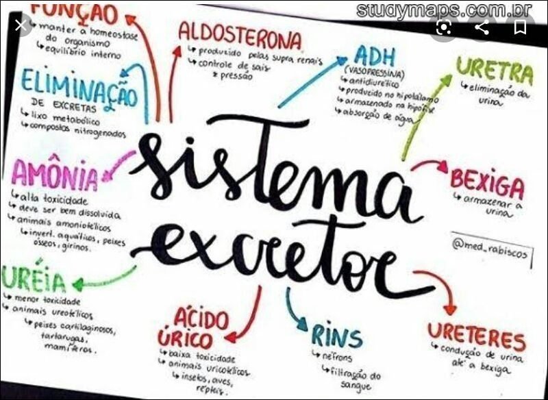 Mapa mental com FUNÇAO no centro, ramificando-se para manter a homeostase e equilibrio interno