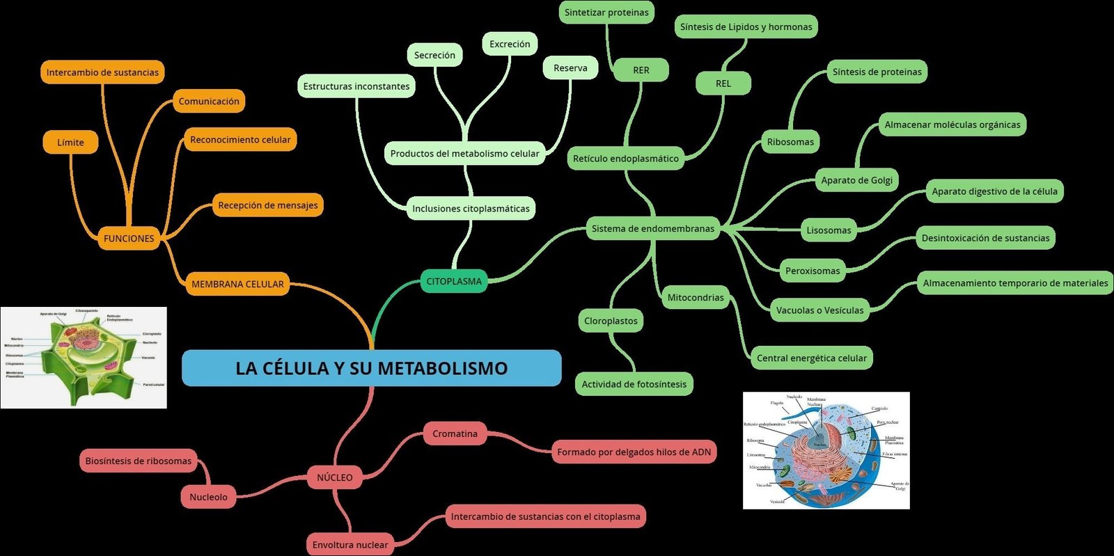 Mapas Mentais sobre SISTEMA DE ENDOMEMBRANAS - Study Maps