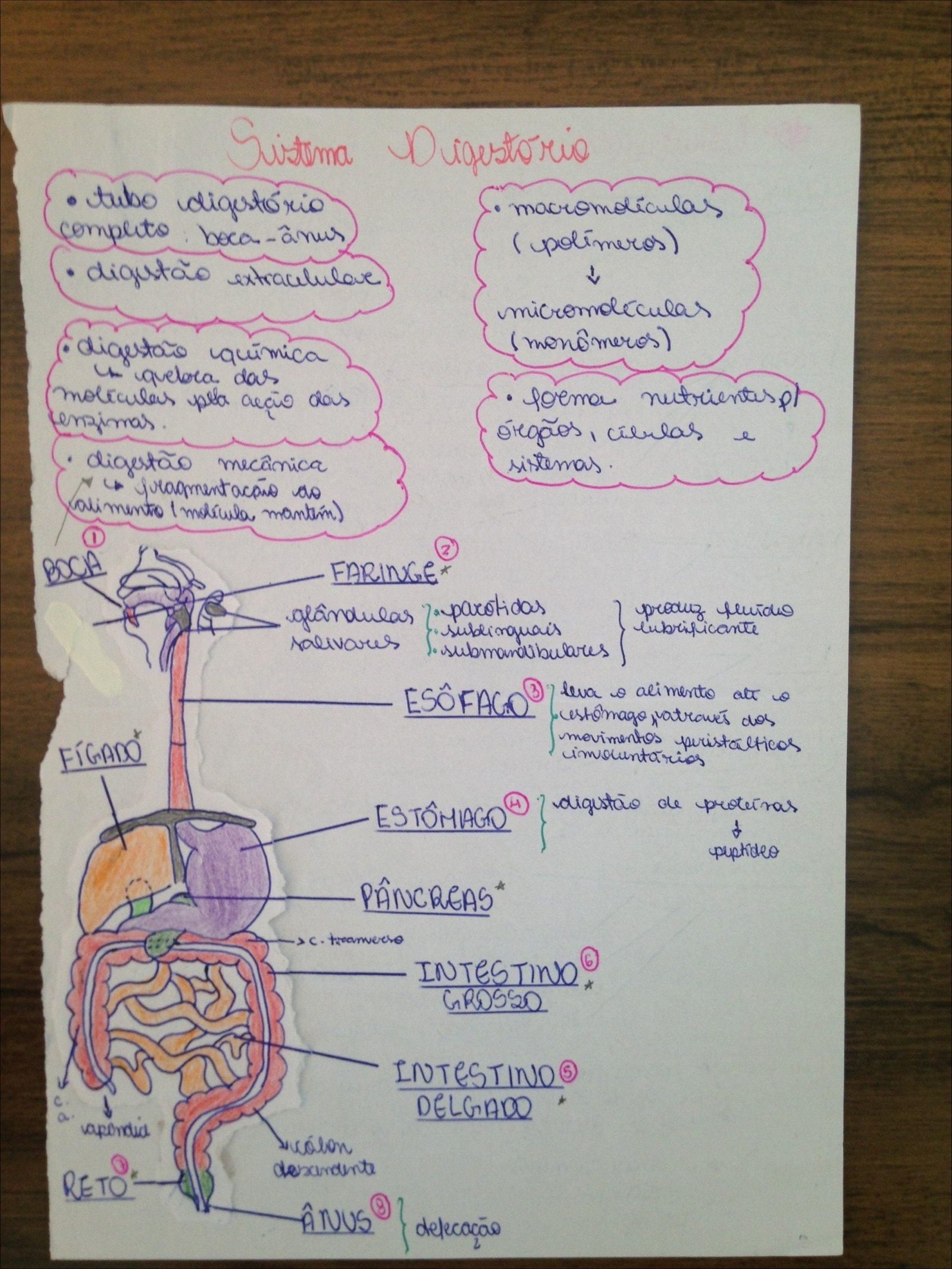 Mapa mental com Sustema Digestorio no centro, ramificando-se para Sistemas e Submardibulares