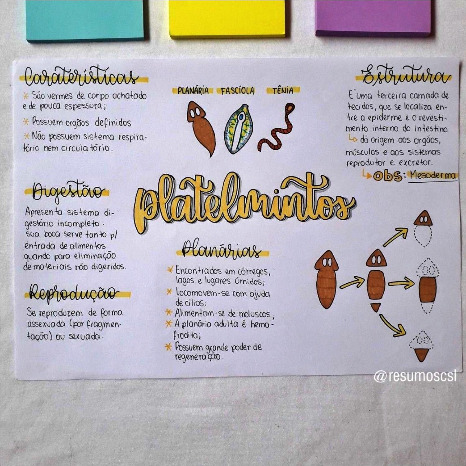 Mapa mental com Caraterísticas no centro, ramificando-se para Estrutura e PLANÁRIA FASCÍOLA