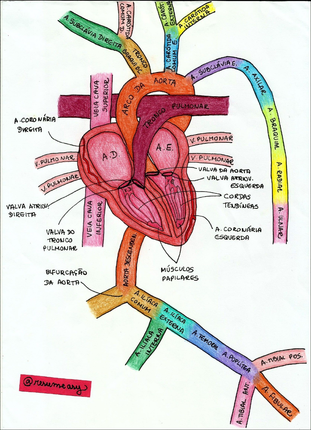 Mapas Mentais Sobre Sistema Cardiovascular Study Maps