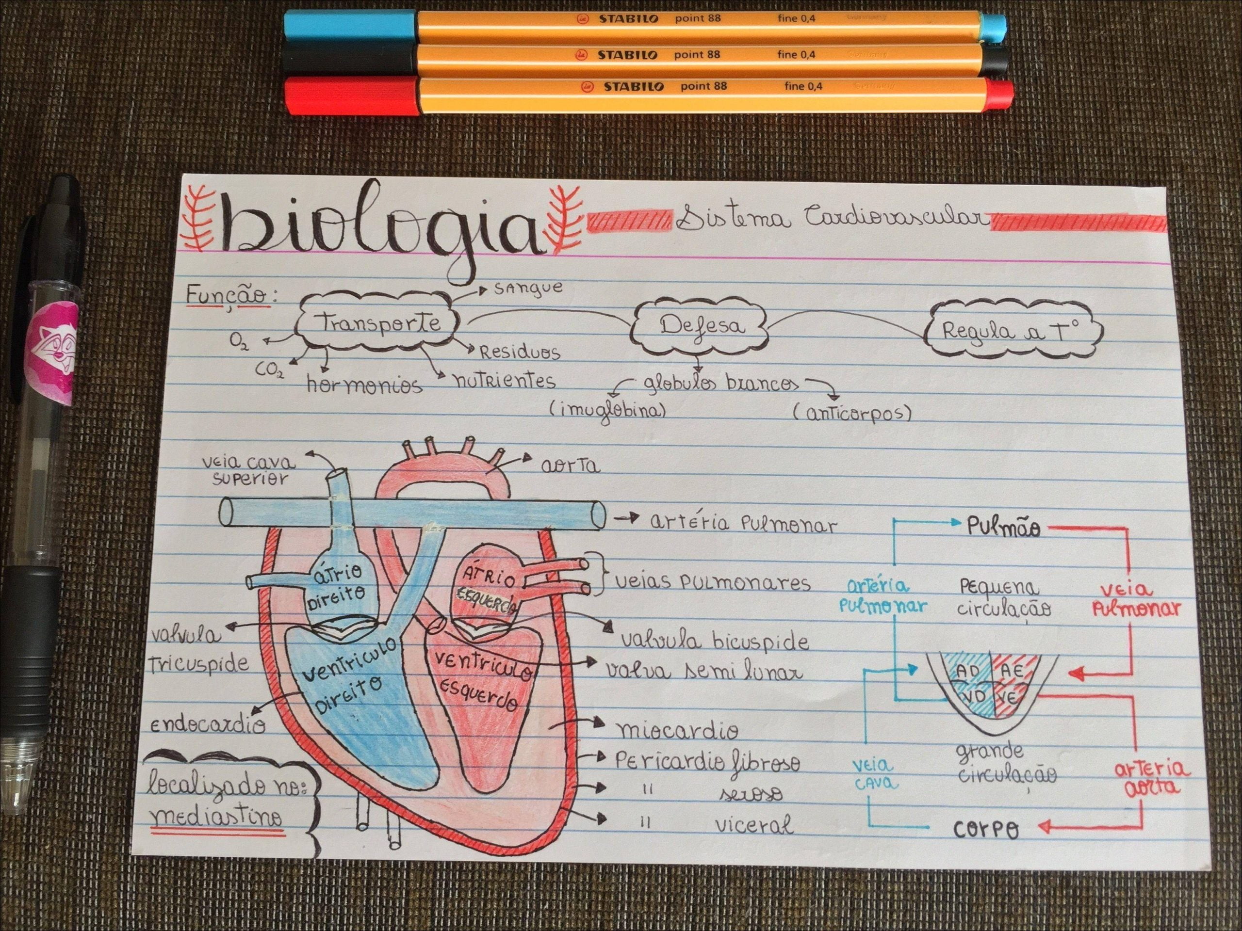 Mapas Mentais Sobre SISTEMA CARDIOVASCULAR Study Maps