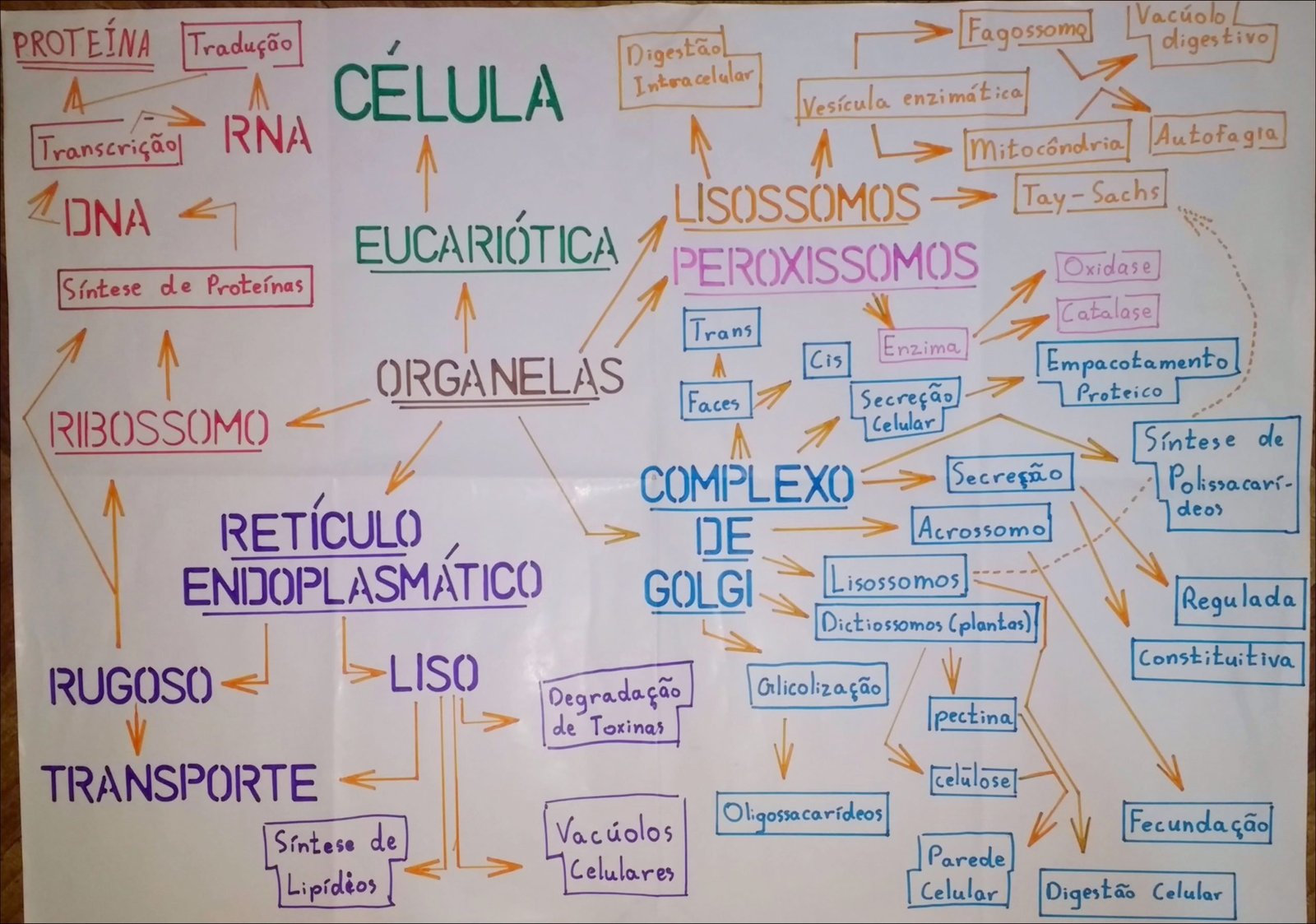 Processos celulares e organelas