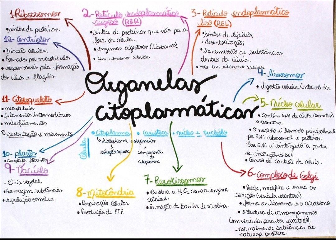 Mapas Mentais Sobre Organelas Study Maps