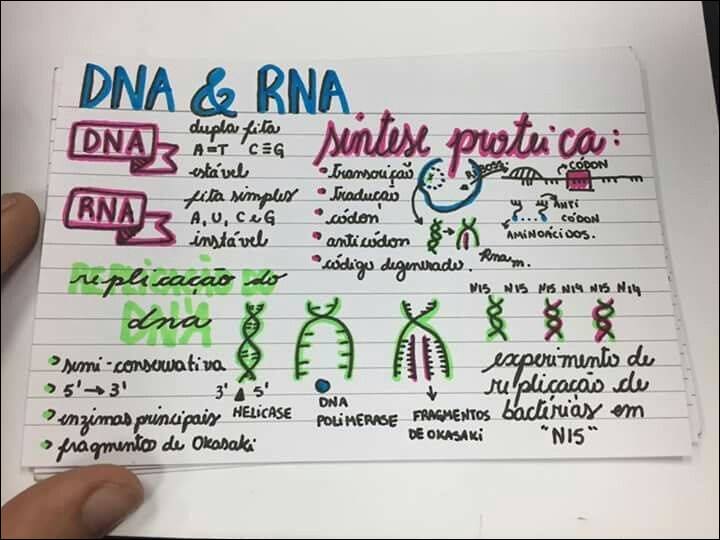 O DNA: síntese proteica, replicação e código genético