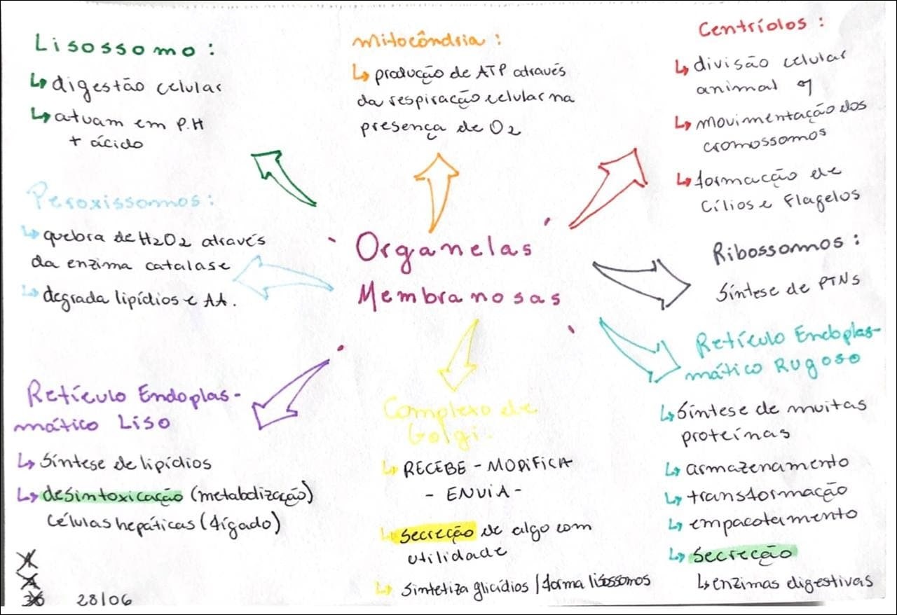 Mapas Mentais Sobre Organelas Study Maps