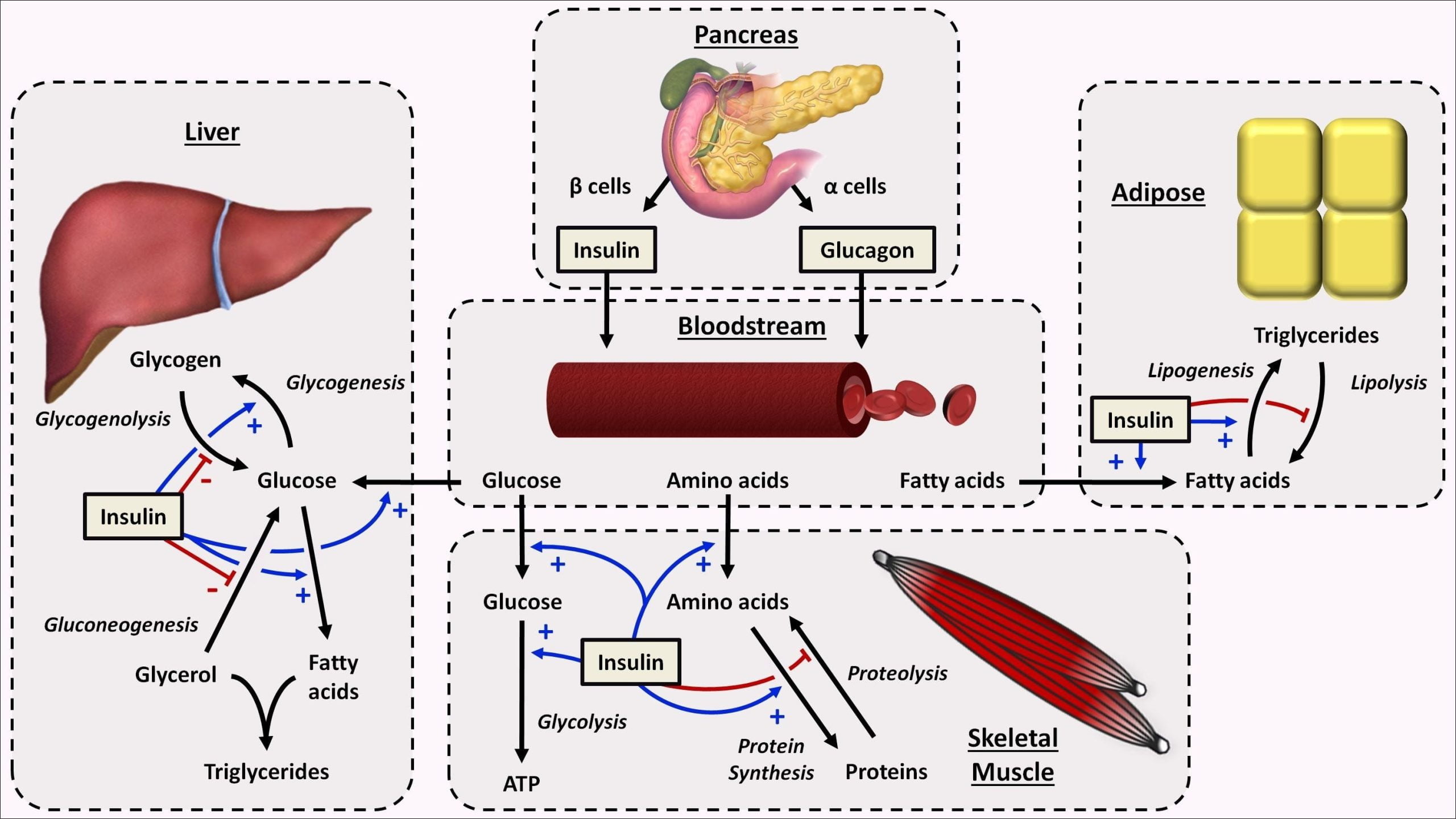 Mapa mental com Pancreas no centro, ramificando-se para Liver e ß cells