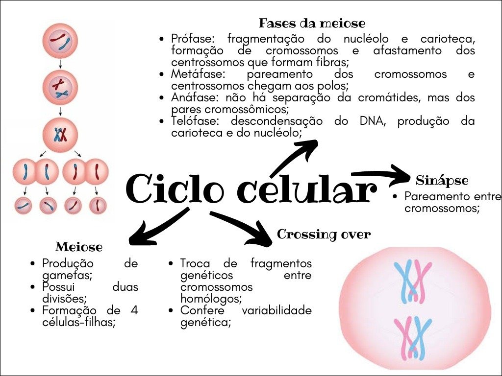 Mapa mental com Fases da meiose no centro, ramificando-se para Prófase fragmentação do nucléolo e carioteca, formação de, cromossomos e afastamento dos