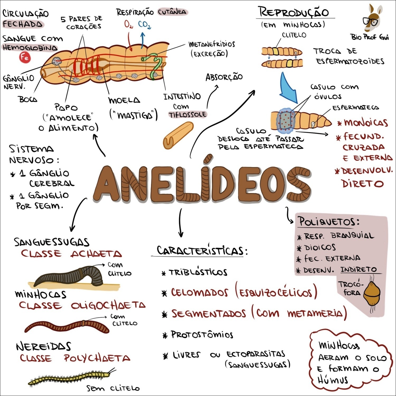 Anatomia e fisiologia dos anelídeos