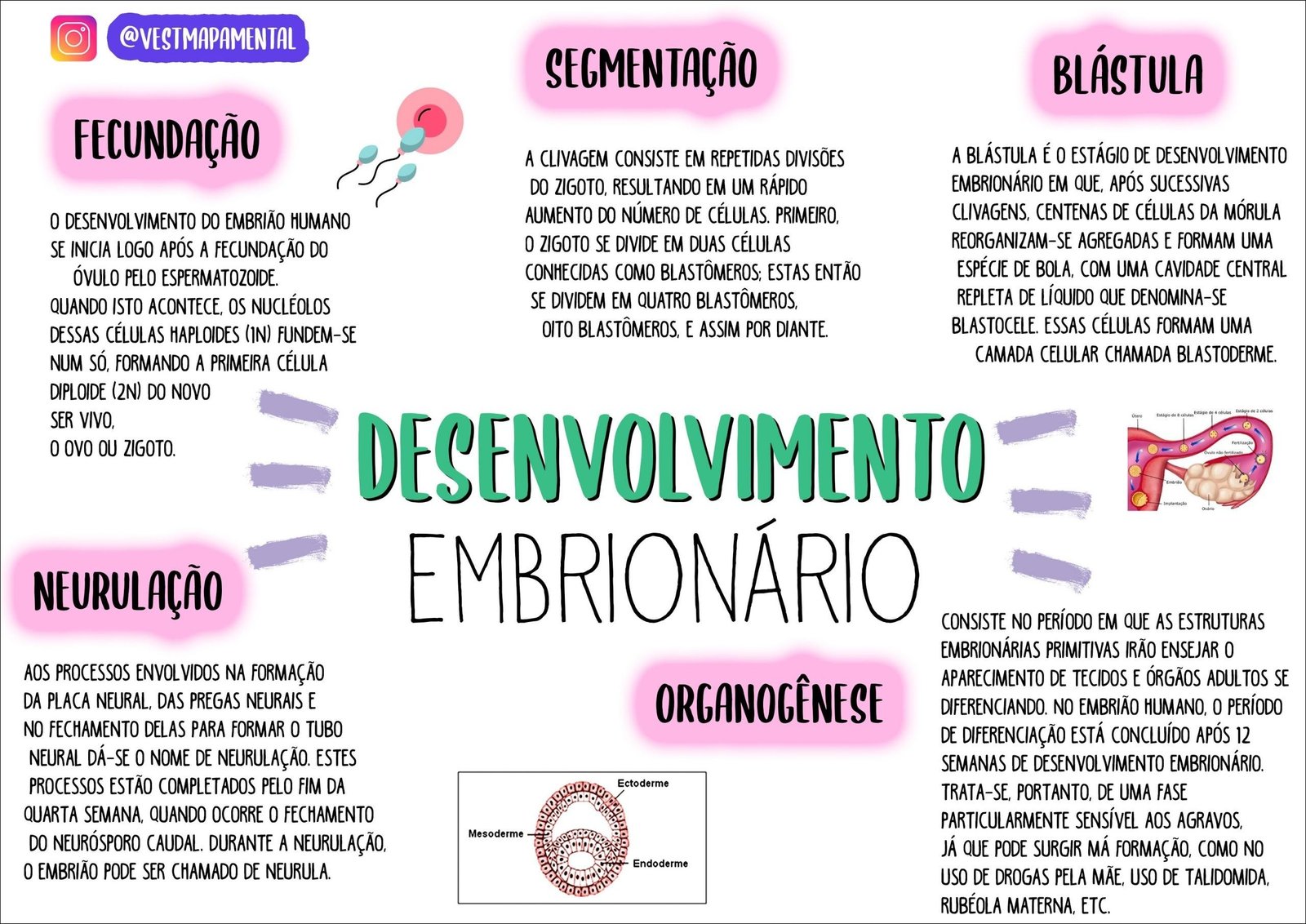 Mapa mental com Segmentação no centro, ramificando-se para Blástula e Fecundação