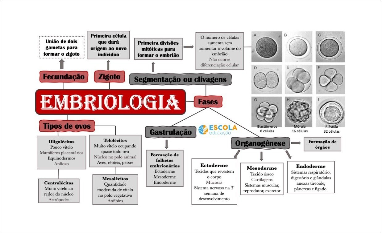 Mapa mental com EMBRIOLOGIA no centro, ramificando-se para Fecundação e Fases