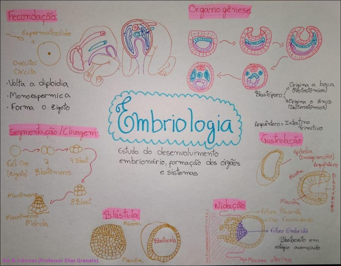 Mapas Mentais Sobre Embriologia Study Maps