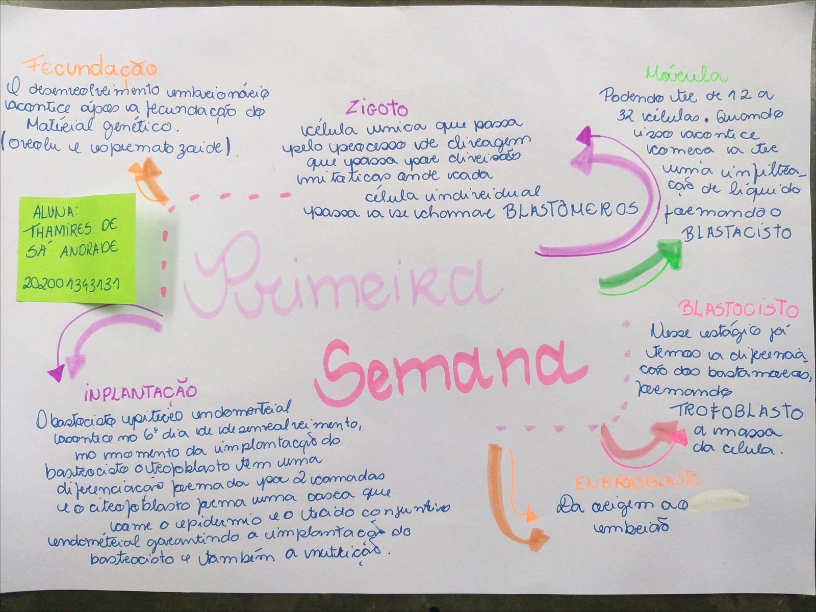 Mapa mental com a palavra Fecundação no centro, ramificando-se para as palavras Móvel, Embrião, Segmentação e Zigoto