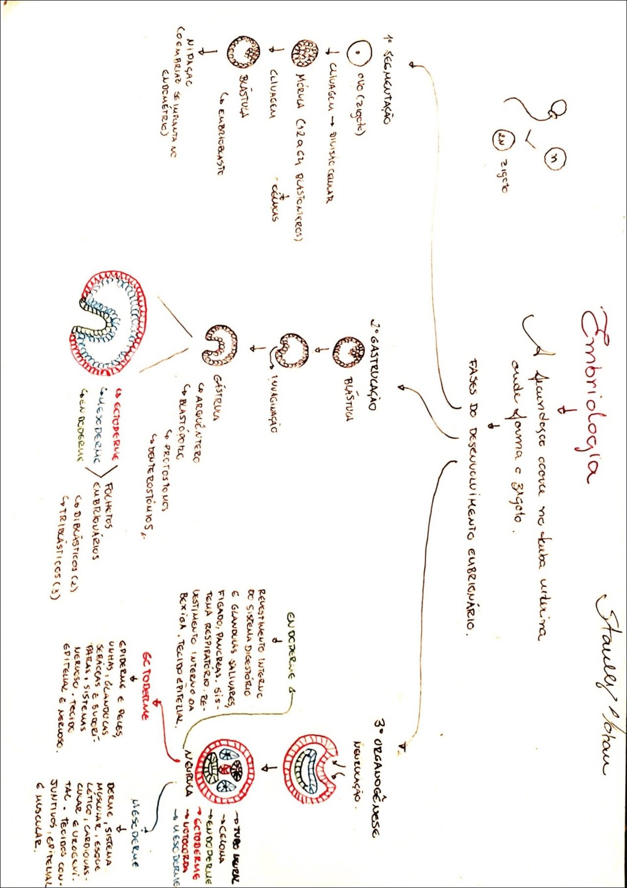 Mapa mental com Embriologia no centro, ramificando-se para Zigoto e Fases do Desenvolvimento Embrionário
