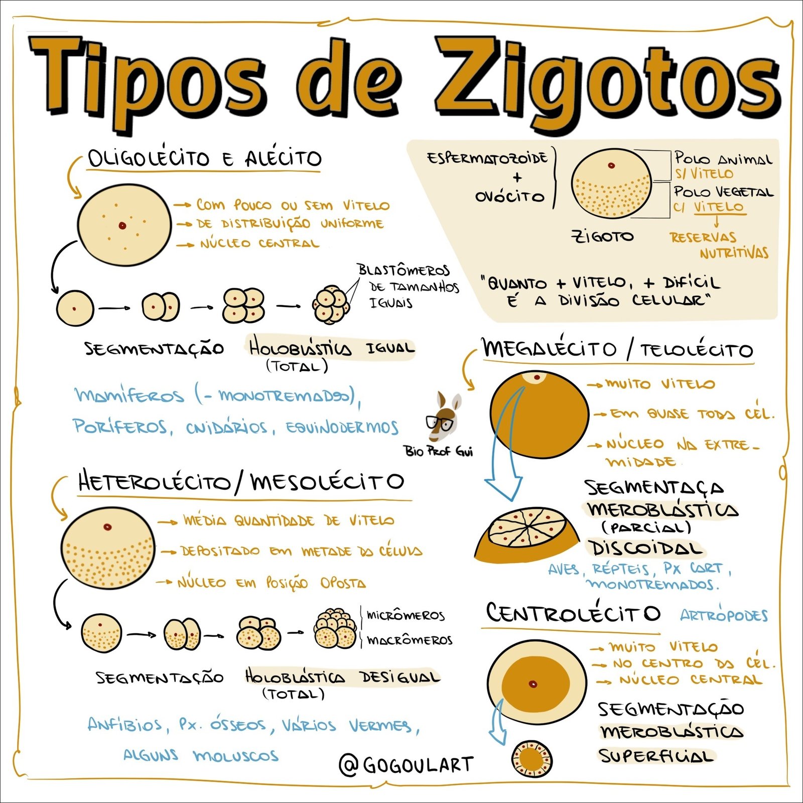 Mapa mental com Tipos de Zigotos no centro, ramificando-se para OLiGOLÉCiTO E ALÉCITO e ESPERMATOZOiDE