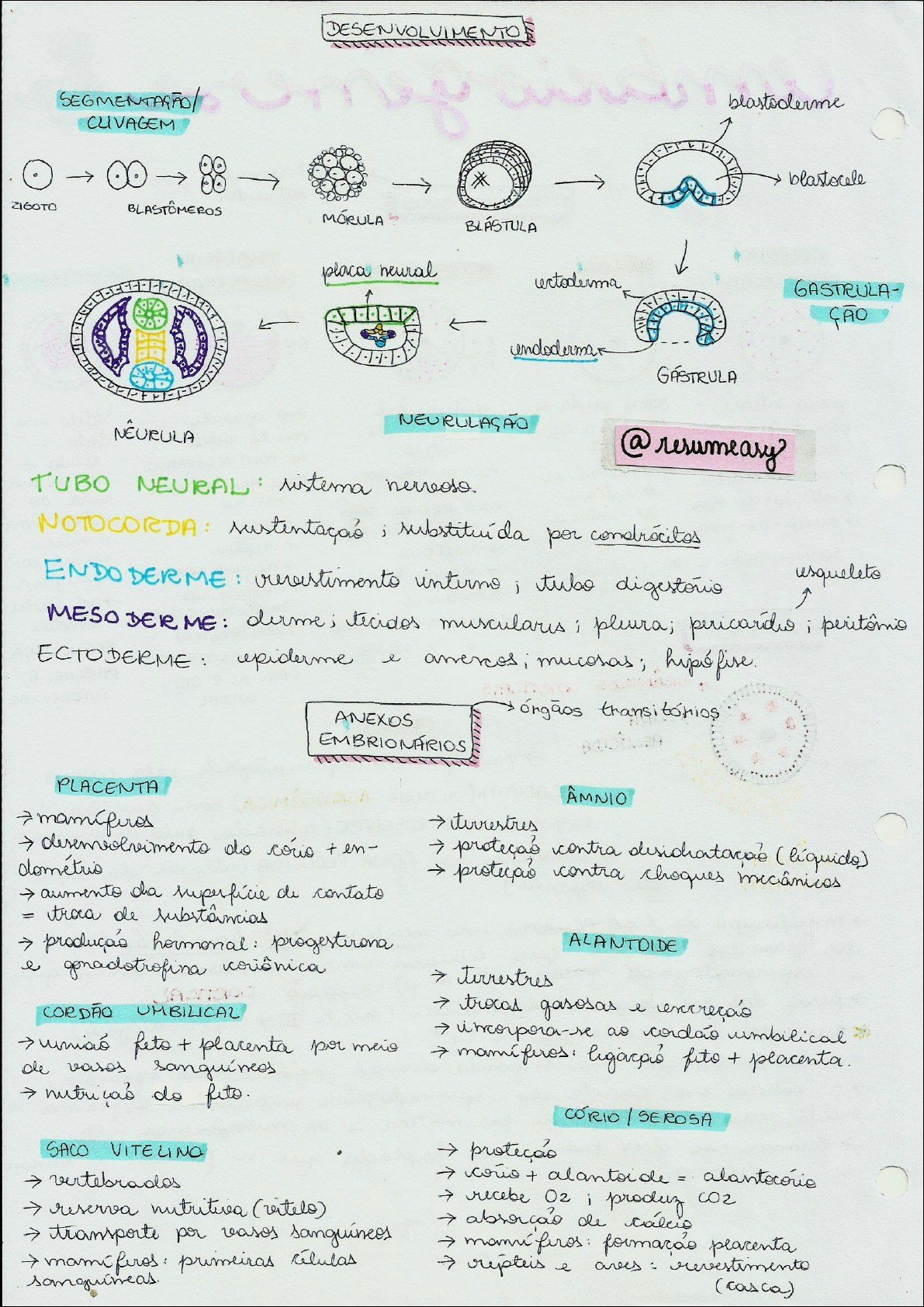 Mapa mental com DESENVOLVIMENTO no centro, ramificando-se para SEGMENTARFO/ e CLIVAGEM