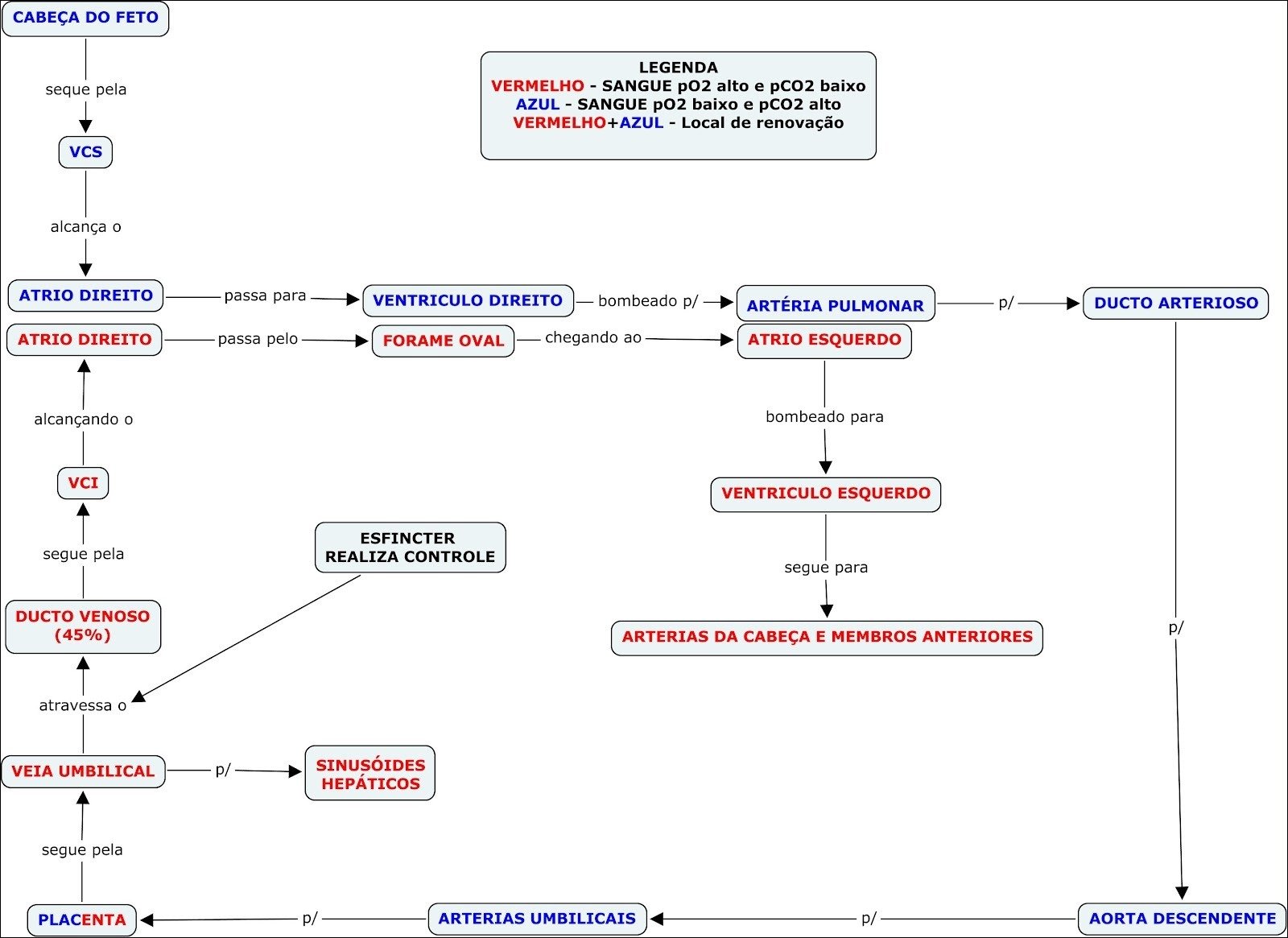 Mapa mental com CABEÇA DO FETO no centro, ramificando-se para LEGENDA e VERMELHO SANGUE