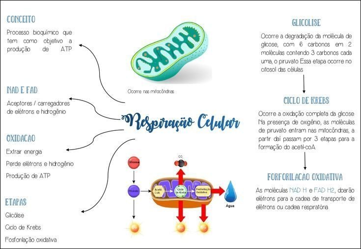Mapa mental com Conceito no centro, ramificando-se para Glicolise e Processo bioquimico que