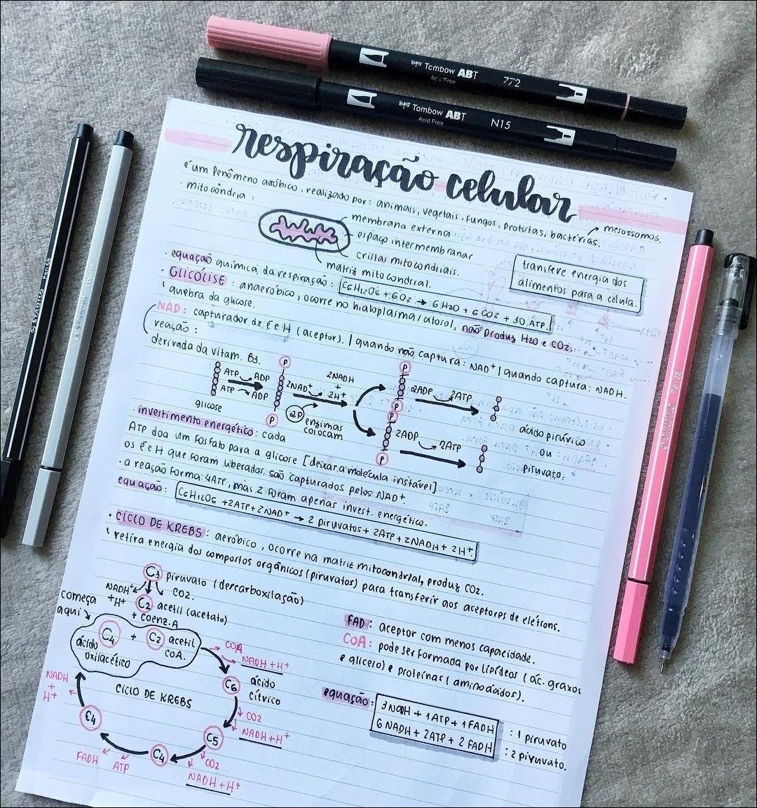 Respiração Celular: Processo Energético na Mitocôndria