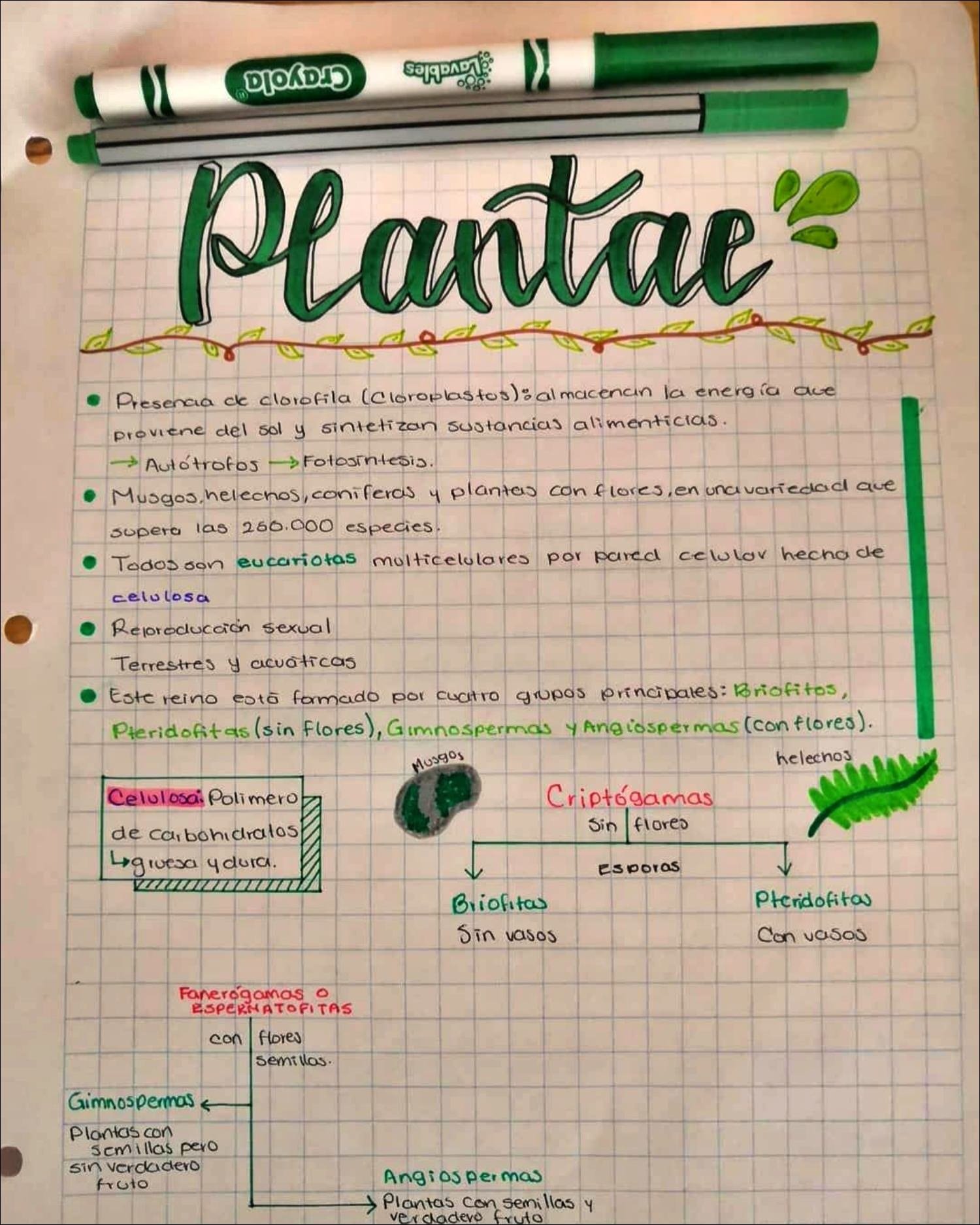 Mapa mental com Plantae no centro, ramificando-se para Crayola® e Presencia ck clorofila Cloroplastosd macenan la energ a are