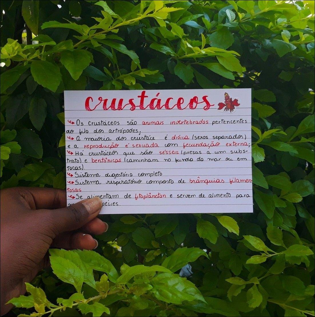 Mapa mental com crustáceos no centro, ramificando-se para artrópodes e invertebrados