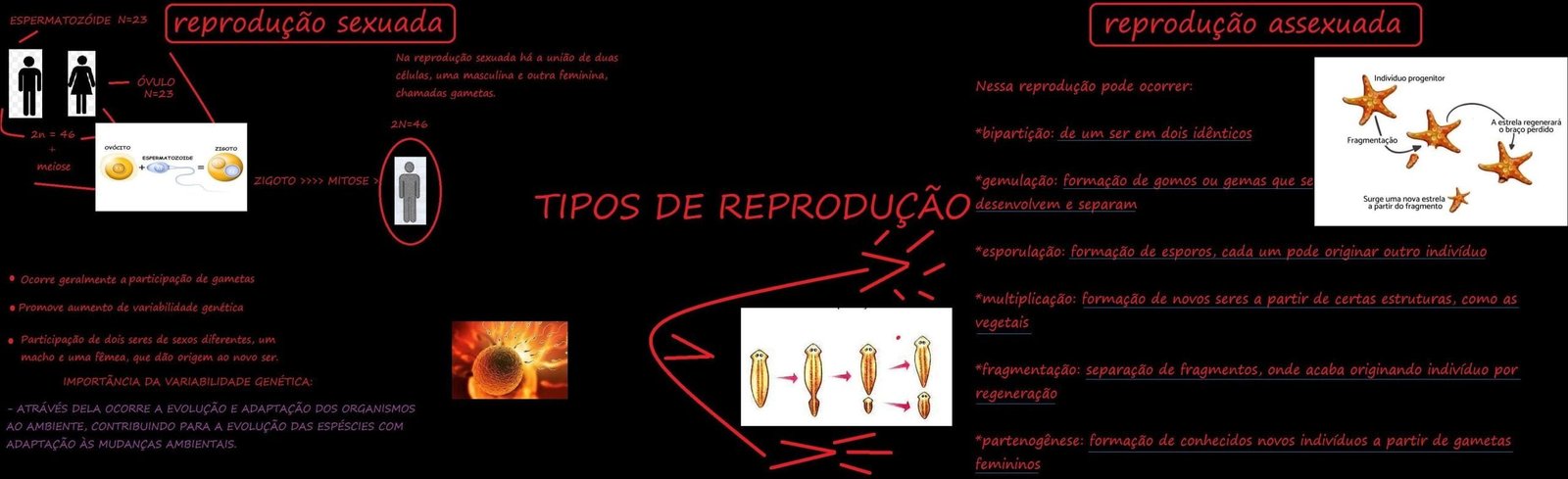 Mapa mental com Espermatozóide no centro, ramificando-se para reprodução sexuada e reprodução assexuada