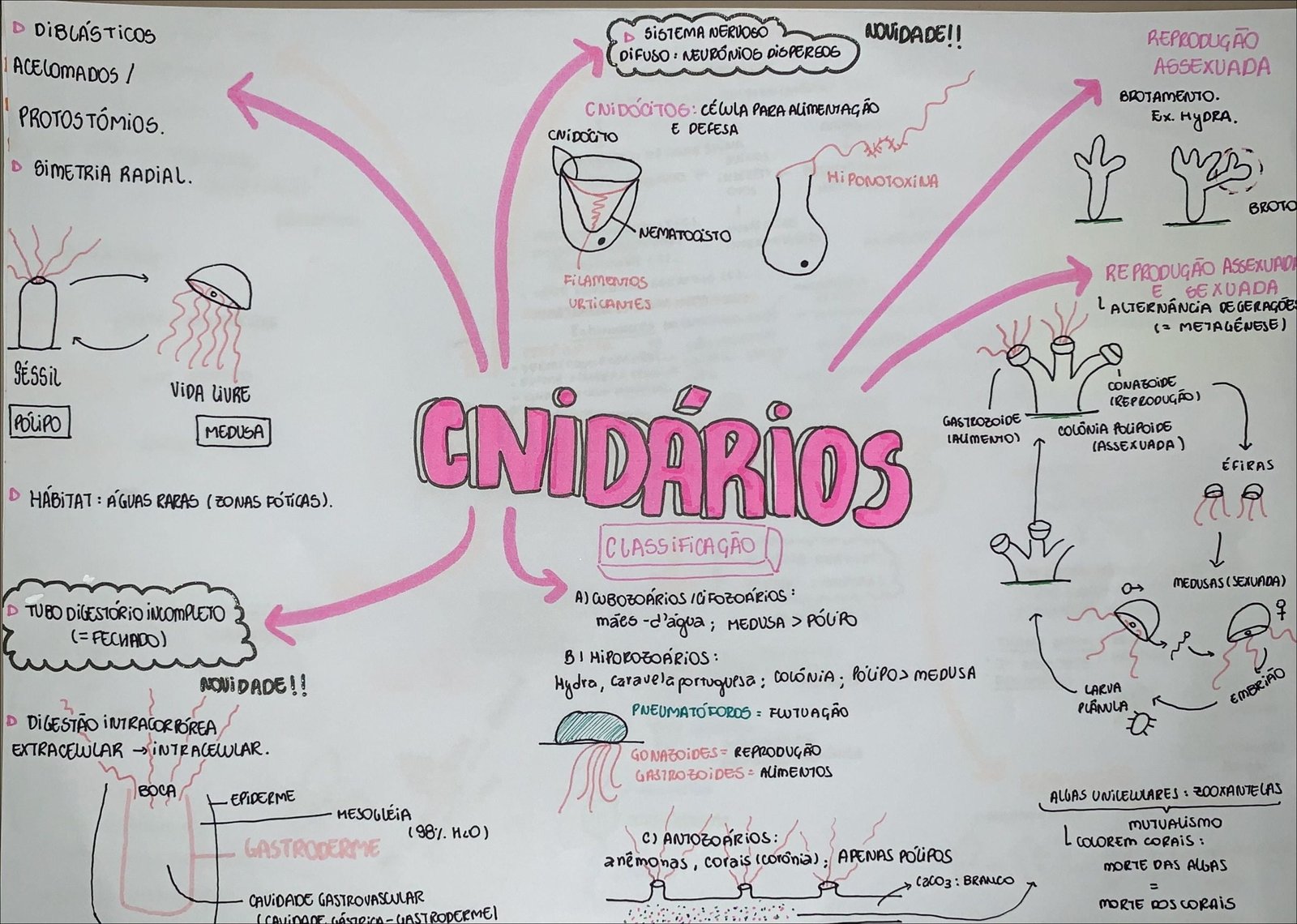 Mapa mental sobre cnidários, ramificando-se para vida livre e urticantes