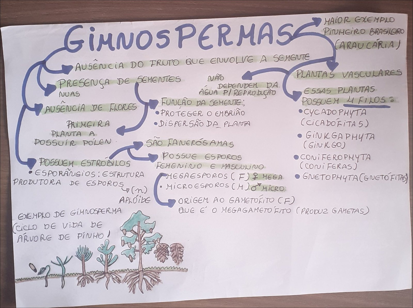 Gimnospermas: Estrutura e Reprodução