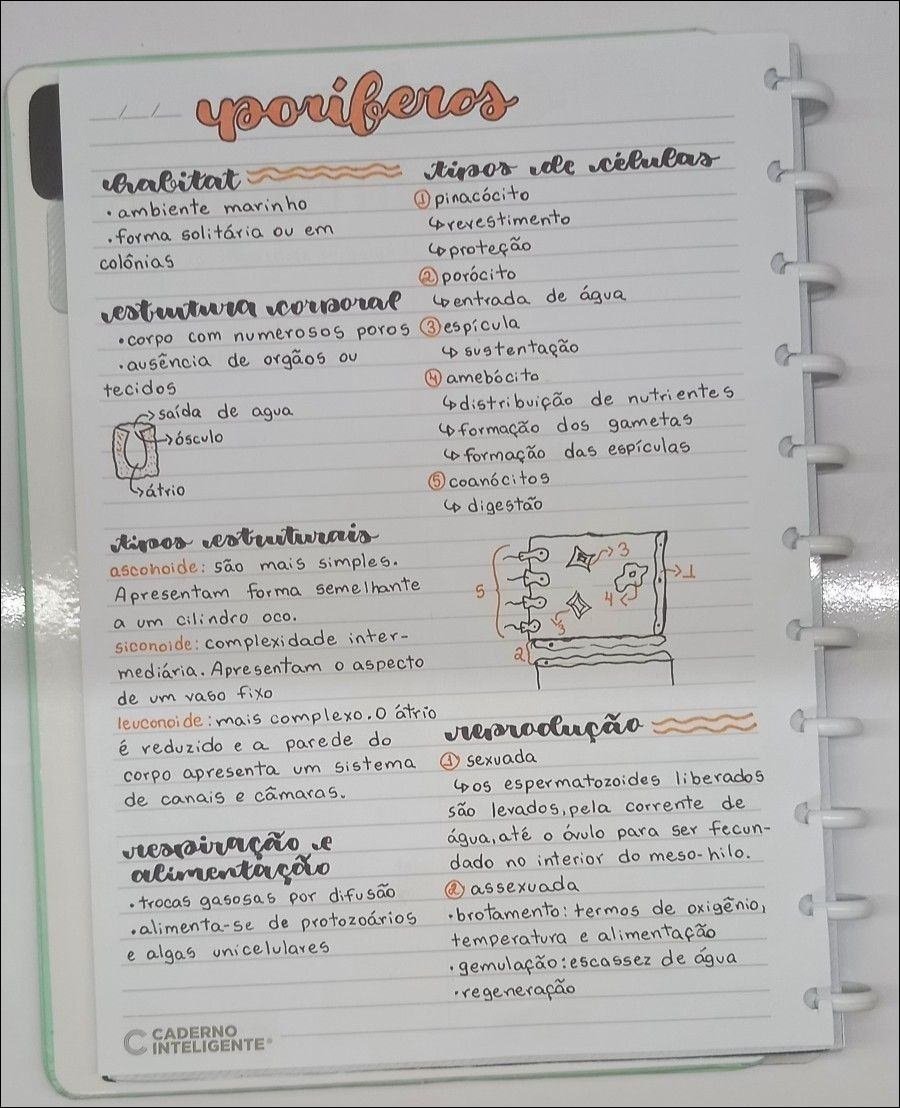 Mapa mental com poriferos no centro, ramificando-se para habitat e tipos de células