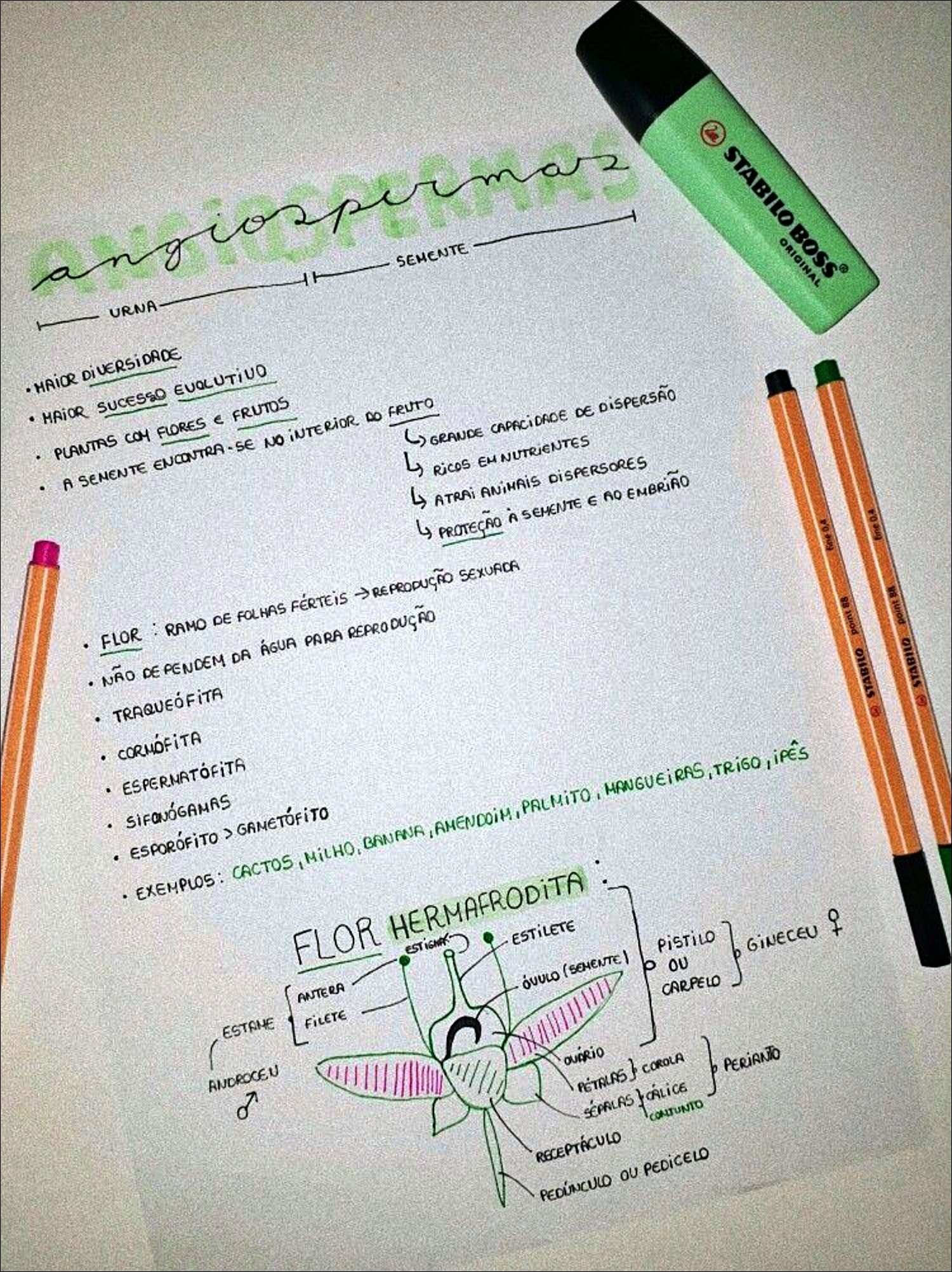 Mapa mental com Urna no centro, ramificando-se para Semente e Haior Di ¡Versidade