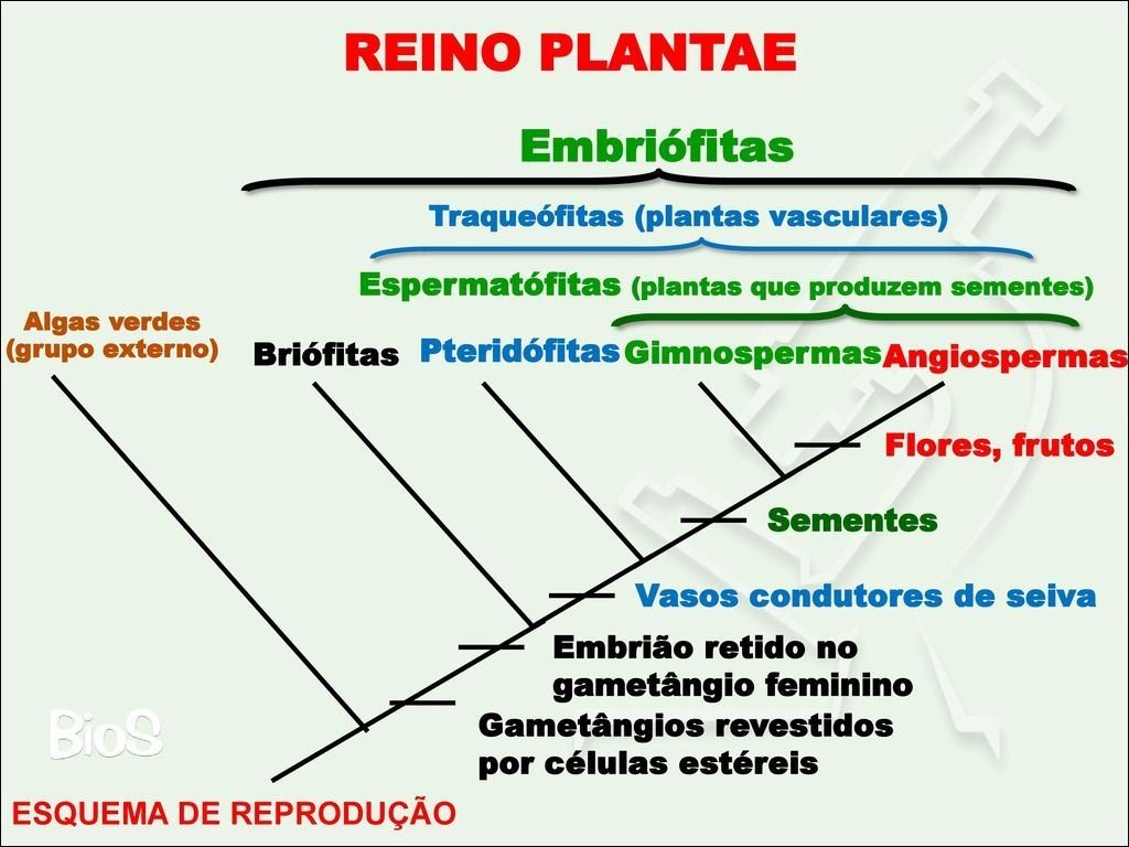 Mapa mental com Reino Plantae no centro, ramificando-se para Embriófitas e Traqueófitas plantas vasculares