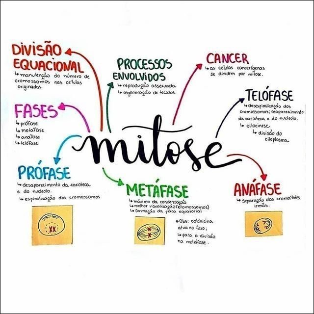Mapa mental com Divisão no centro, ramificando-se para Câncer e Equacional