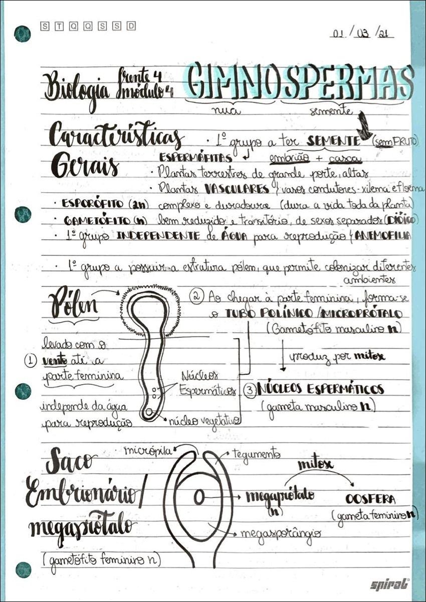Mapa mental com GIMNOSPERMAS no centro, ramificando-se para Biologia, Características e ESPERMANTAS