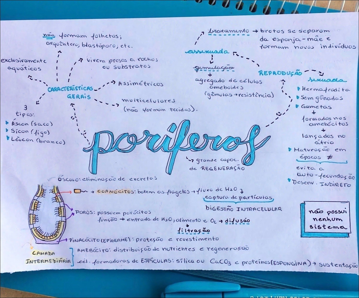 Mapa mental com Brotamento no centro, ramificando-se para Brotos, Se, Separam