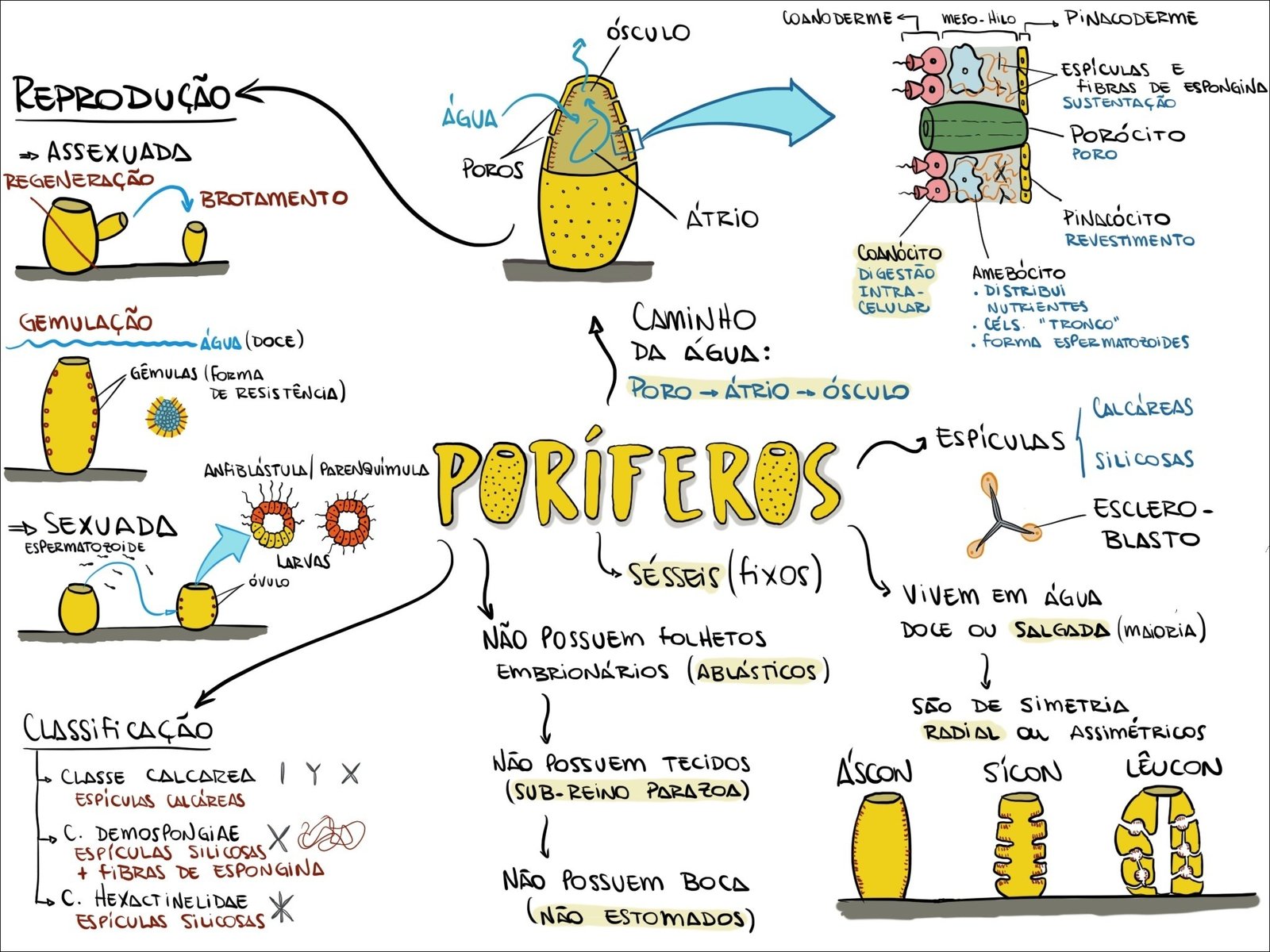 Poríferos ou Esponjas Marinha