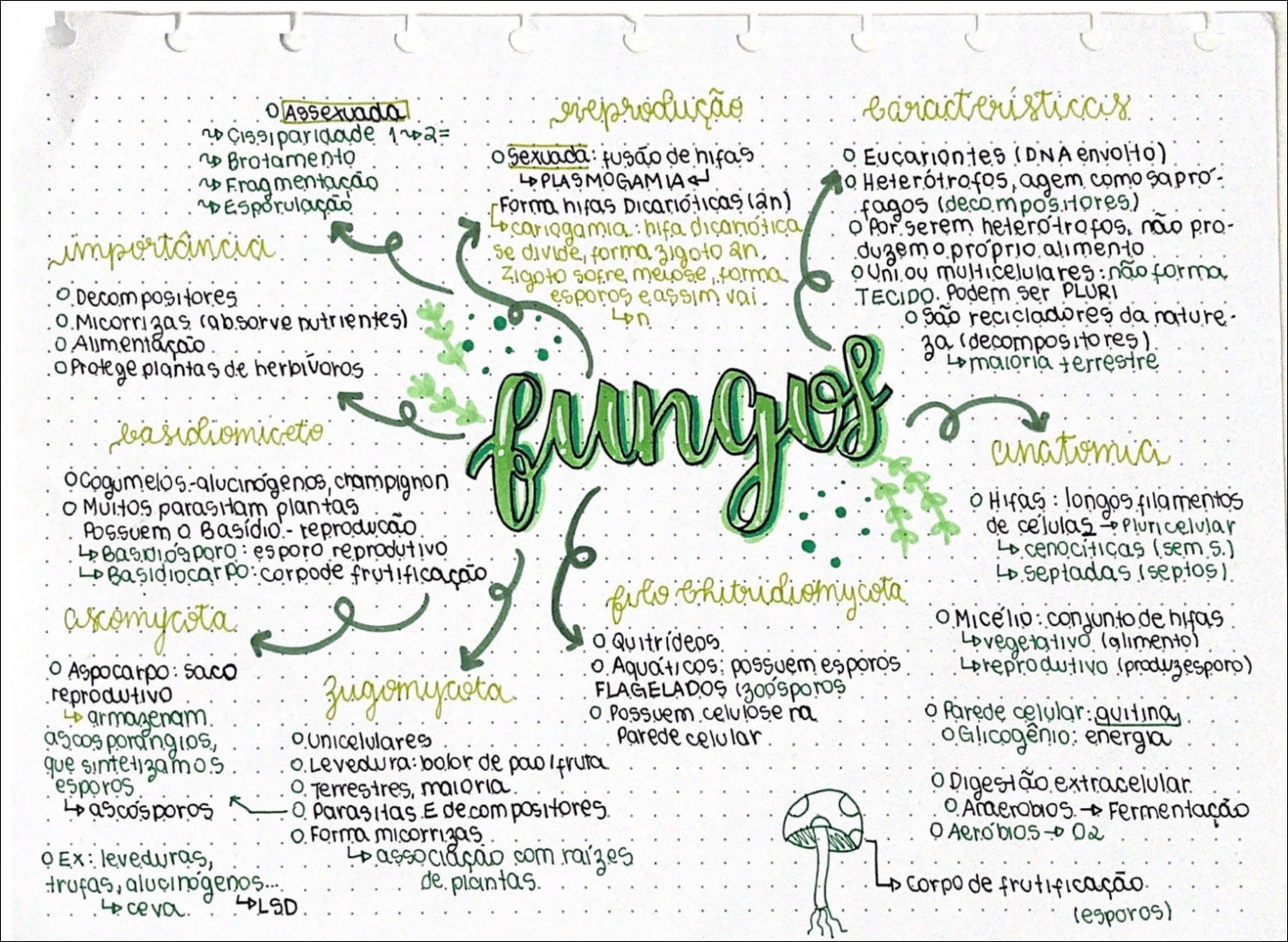 Mapas Mentais Sobre FUNGOS Study Maps