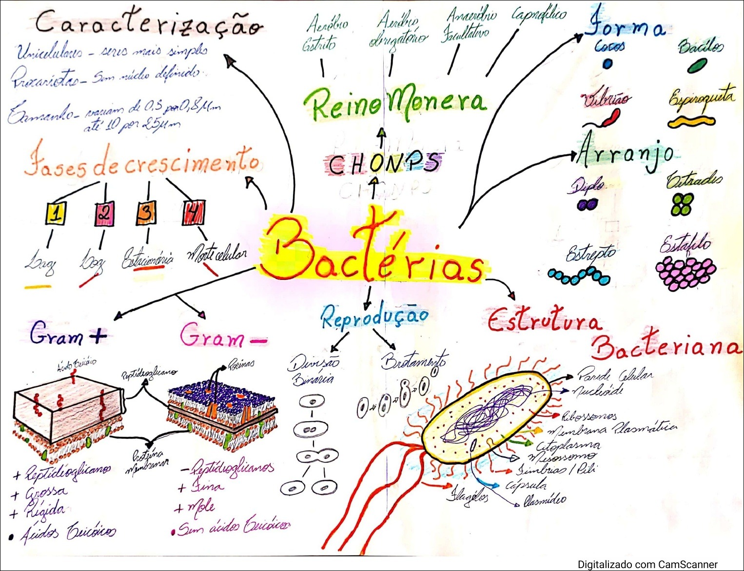 Mapas Mentais Sobre Bacterias Study Maps