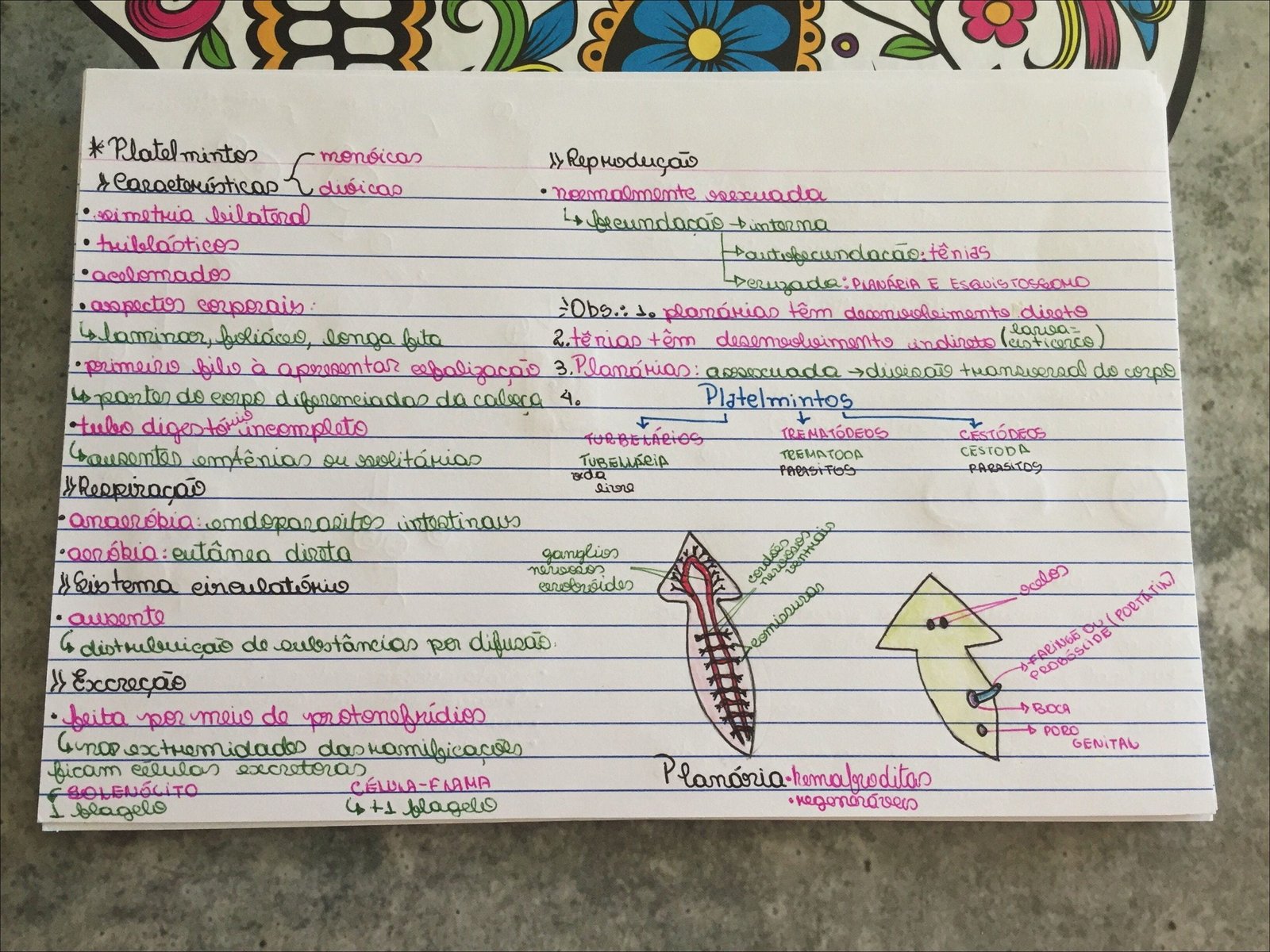 Mapa mental com Platelmintos no centro, ramificando-se para características e reprodução