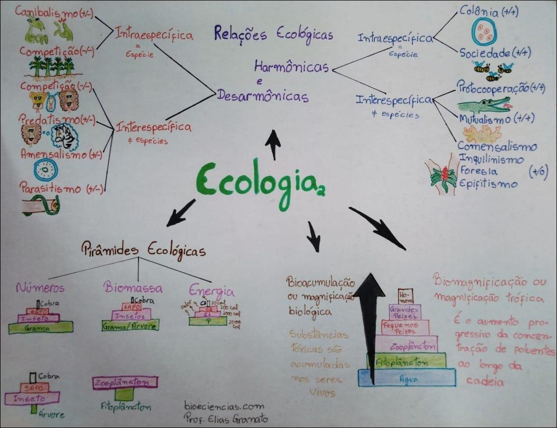 Relações Ecológicas e Ecossistemas